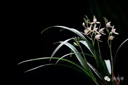 古琴跟古筝的声音,古琴和古筝哪个声音好听