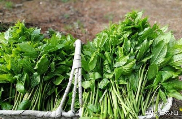 此为“刺五加”请识别，用途甚广，若遇见别砍来当柴火，你见过吗