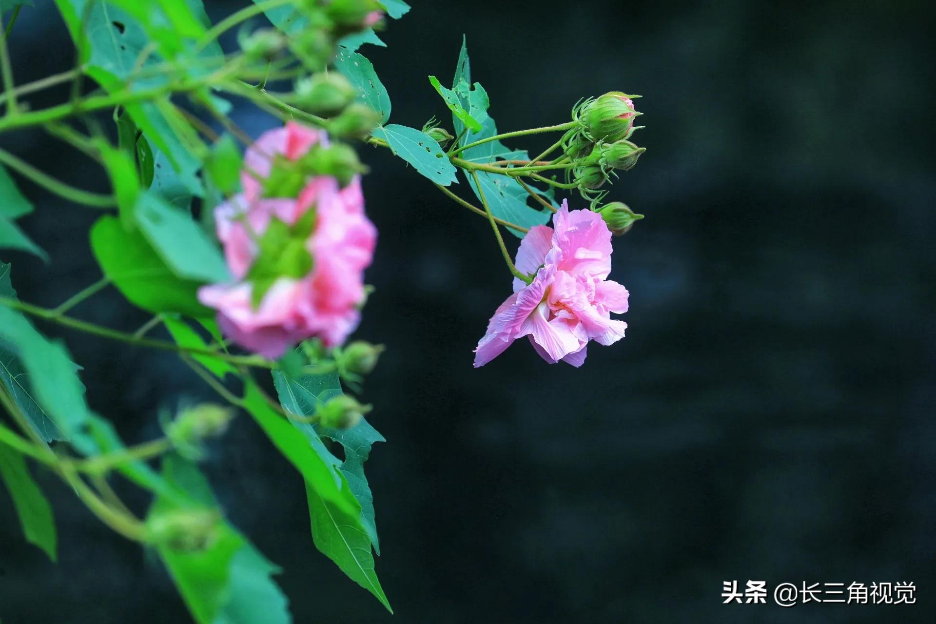 “断崖式”寒潮过后，湖州：晚秋芙蓉始盛开