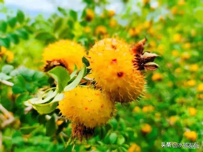 水城县特色产业,全域水城美丽乡村建设