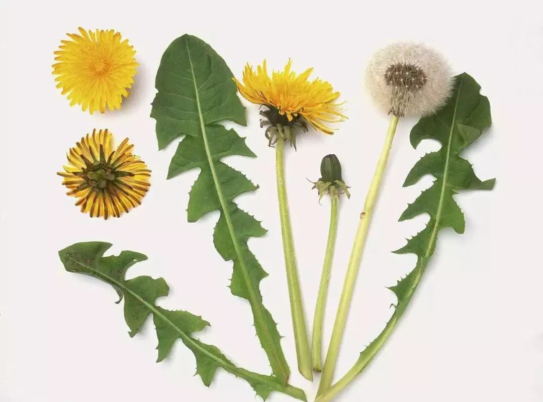 儿童画太阳与蒲公英图片,蒲公英怎么画儿童画