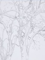 湘西凤凰古城写生速写风景,风景速写照片写生与原图