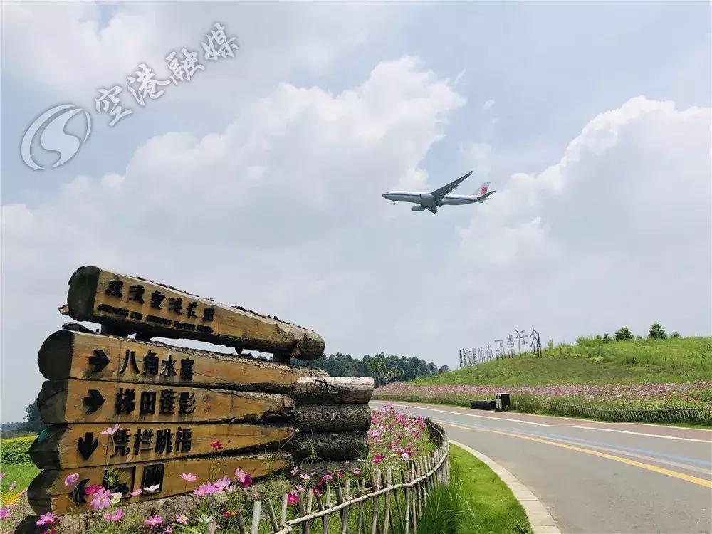 双流空港花田最新进展,双流空港花田开放了吗最新回复