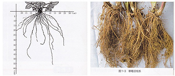 高产的高架草莓无土栽培技术,有机草莓的大棚种植与管理技术