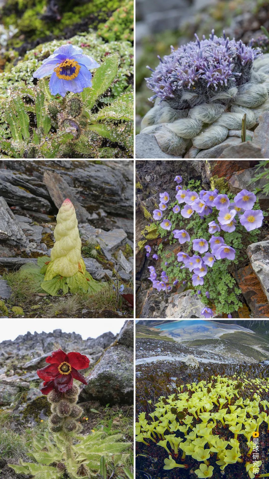 伟大的喜马拉雅山歌曲,喜马拉雅山脉全景图片及山名
