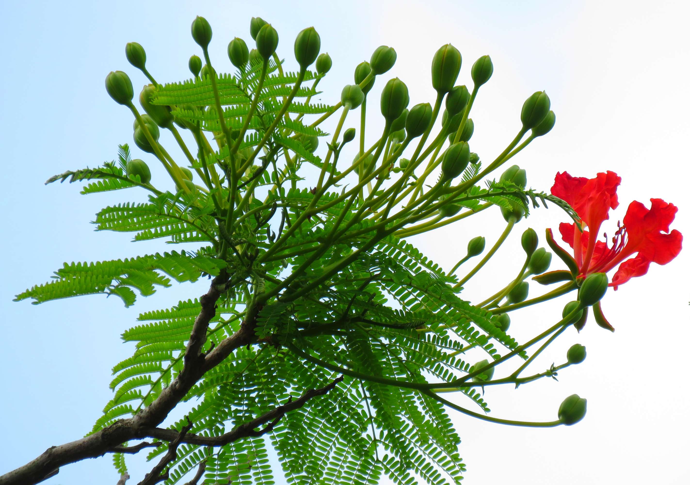 毕业季的凤凰花和栀子花,毕业季凤凰花开的时候