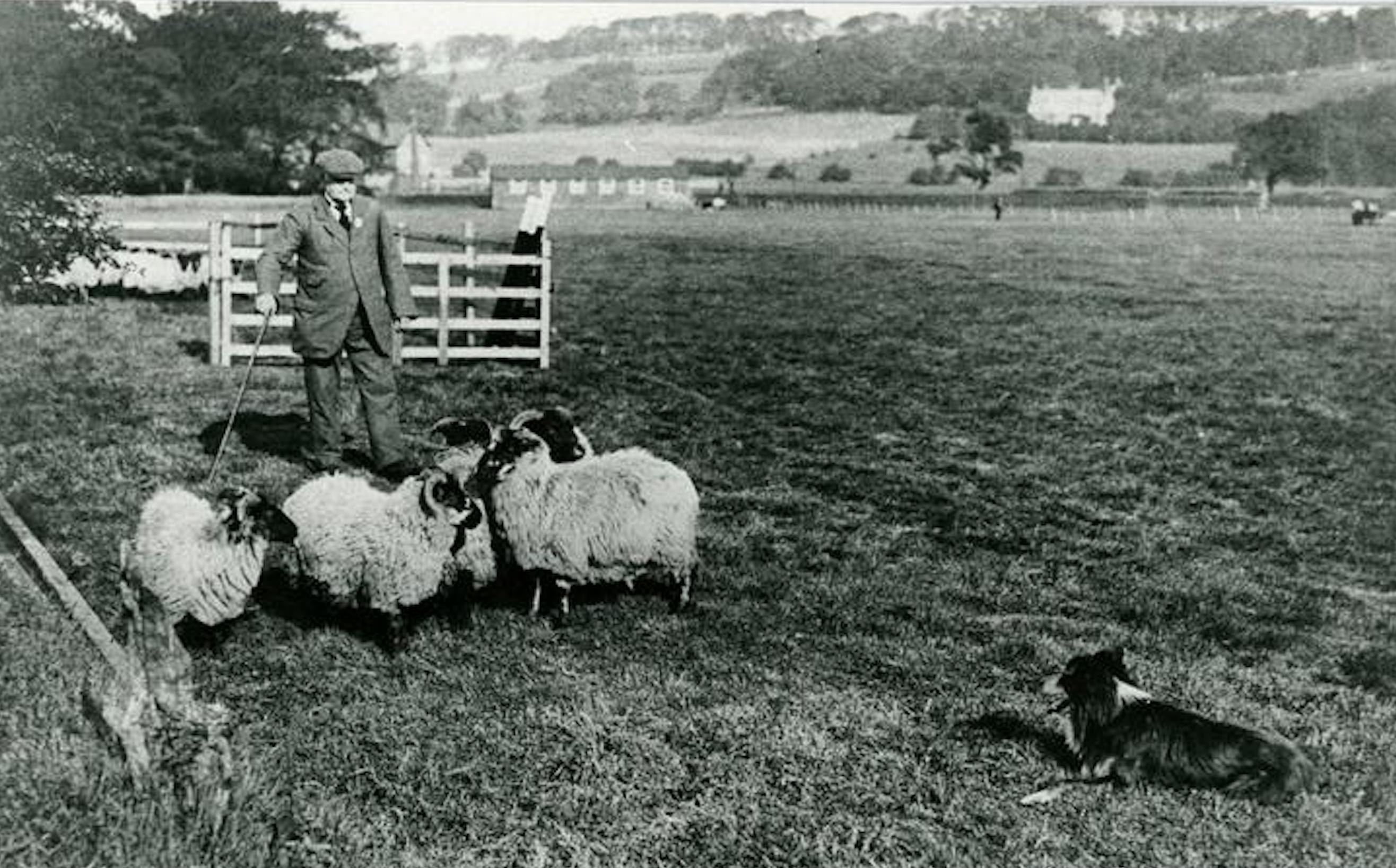 边境牧羊犬bordercollie,纯种血统边境牧羊犬的特点
