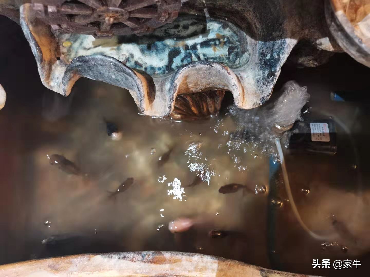 家牛的宠物龟、草金鱼、仙人球日志第328日