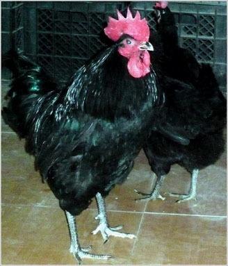 南通狼山鸡特产,南通狼山鸡种苗