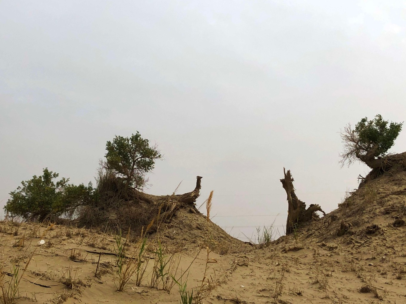 楼兰古国若羌,且末县和若羌县哪个县大