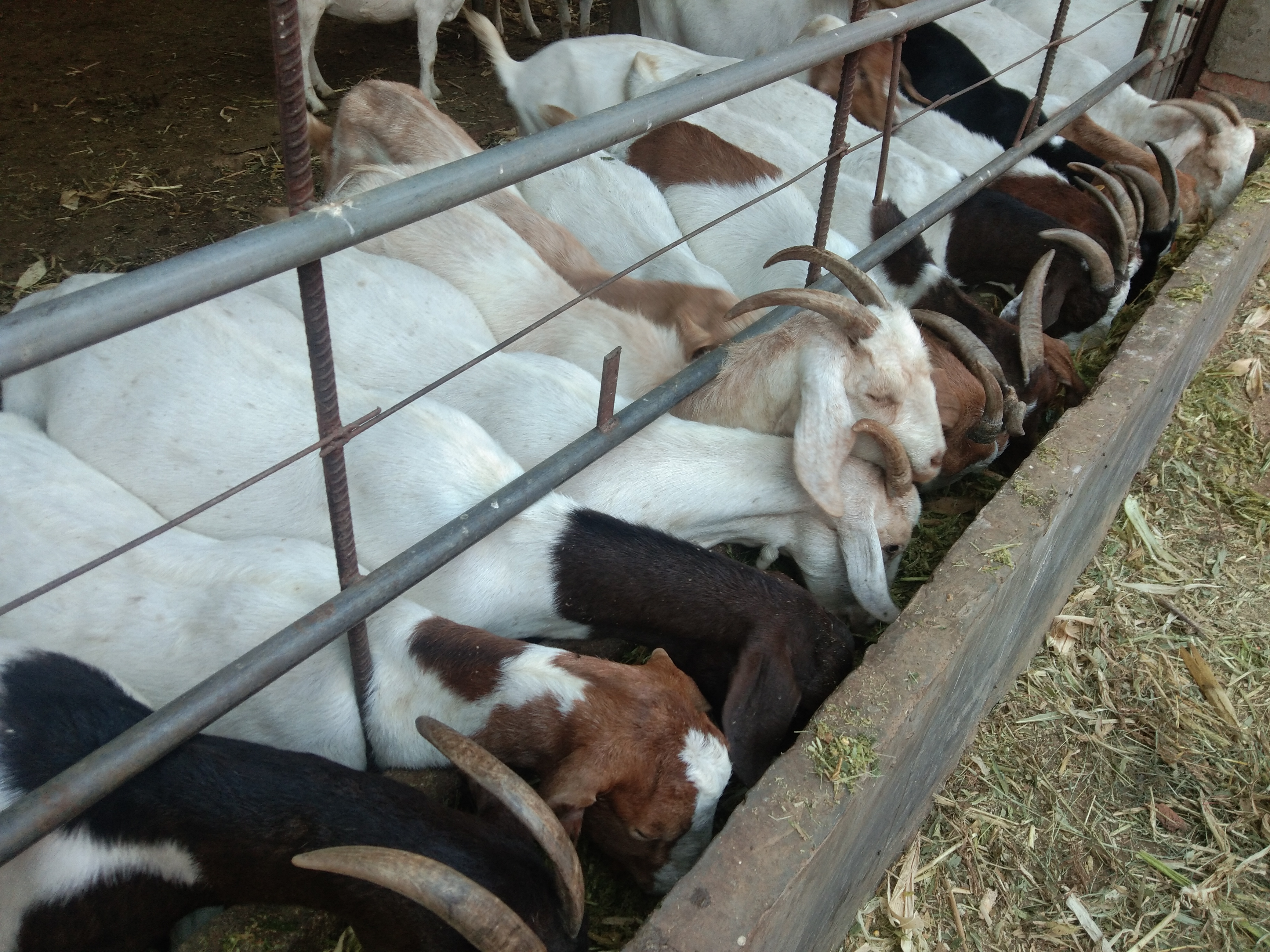 养羊技巧,养羊注意事项及预防方法