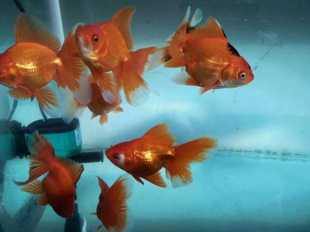 普通鱼缸如何培养硝化细菌,如何对鱼进行小规模培养