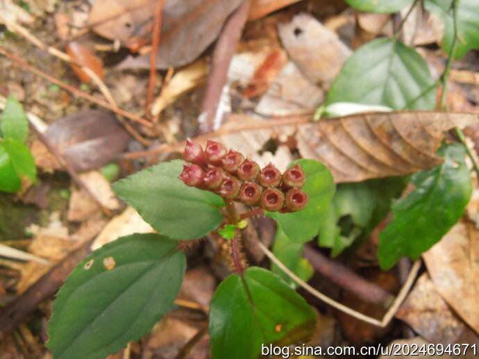 喉痧中药,喉痧吃什么中药