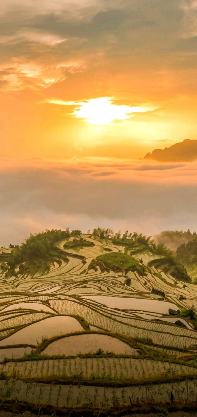 壁纸超清风景动物老虎,壁纸萌宠老虎