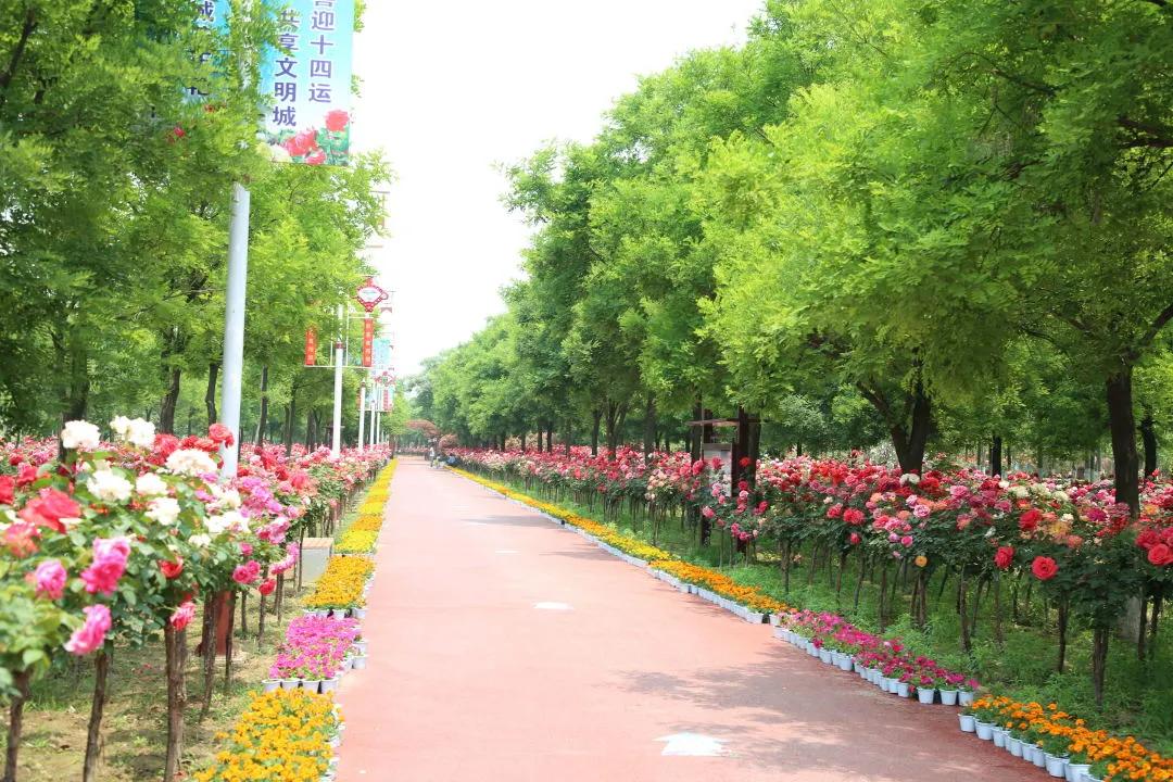 又刷屏了!高新这片花海,惊艳你的朋友圈!