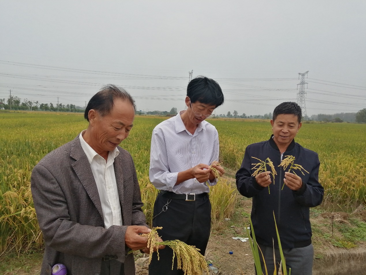 新型旱稻种植成功案例,旱稻高产技术视频