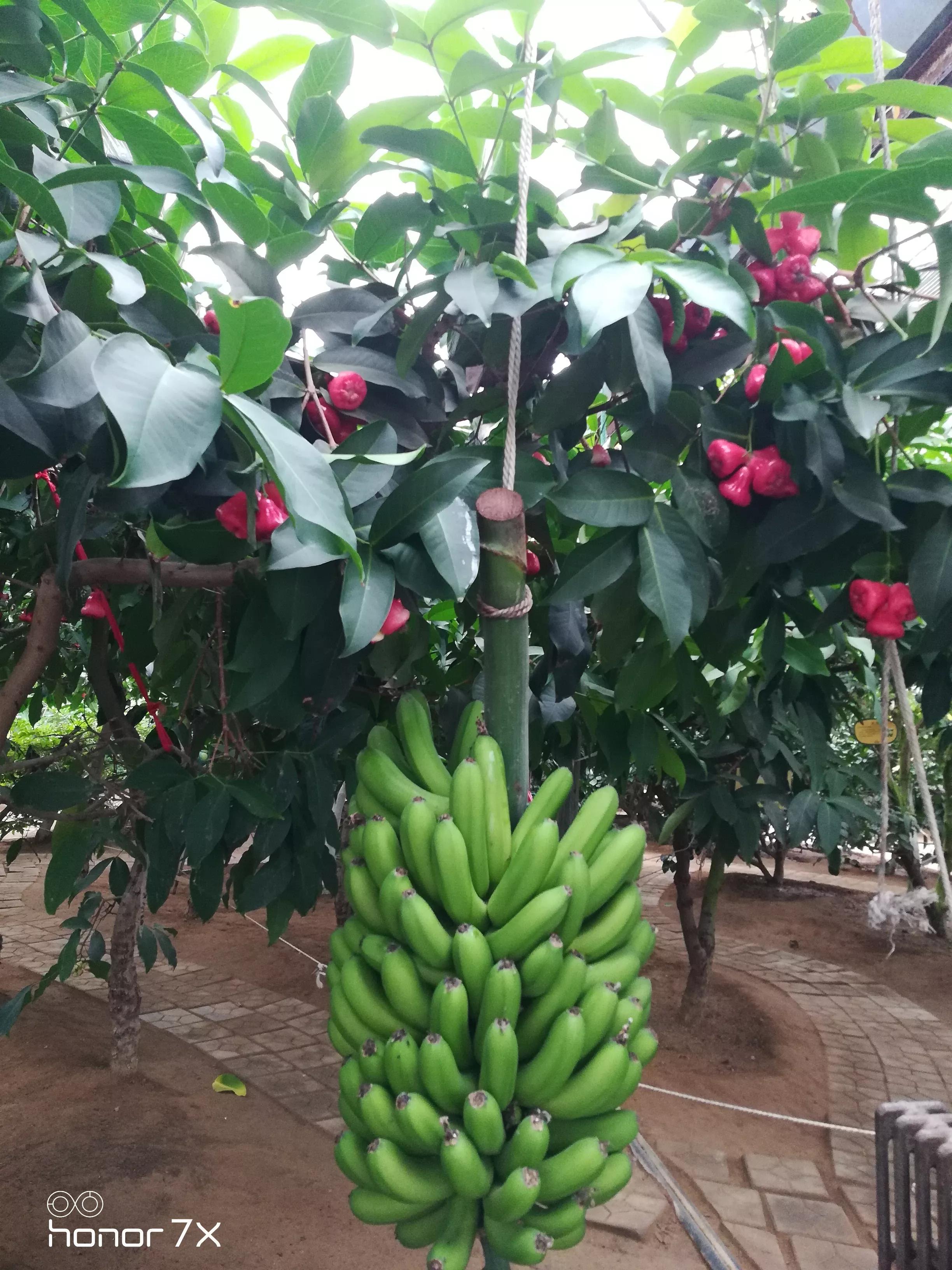 秦皇岛最大农业梦想王国,秦皇岛农业梦想王国图