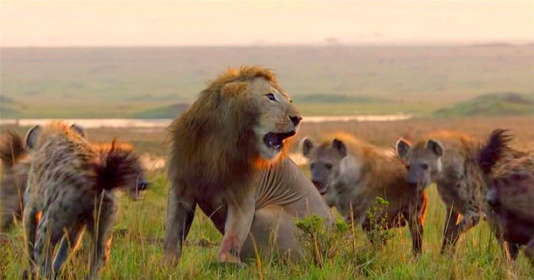 多少只鬣狗可以打败一头雄狮,一只雄狮能同时迎战多少条斑鬣狗