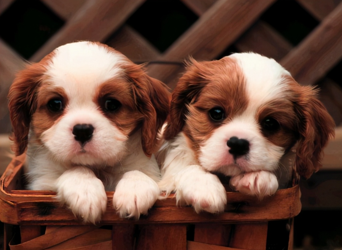 小狗带回来要注意些什么,小狗刚抱回注意事项