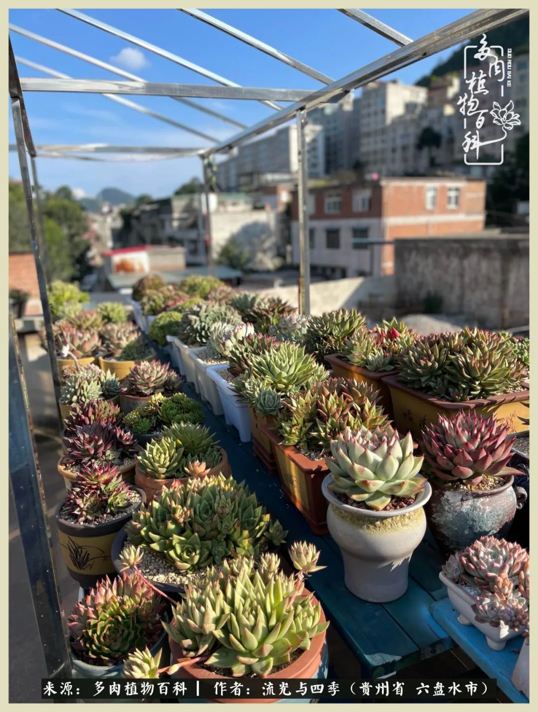 国庆假期你快乐吗?来,凉都美肉与你相伴一一小乌木的霸气东云