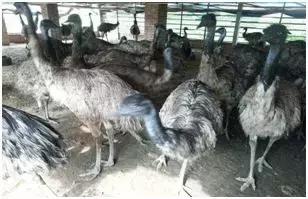 新农业创业项目种植什么好,10个农业致富项目据说很靠谱