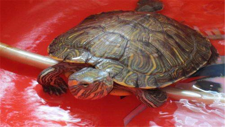 乌龟可以多久不进食,新买回来的乌龟不进食怎么办