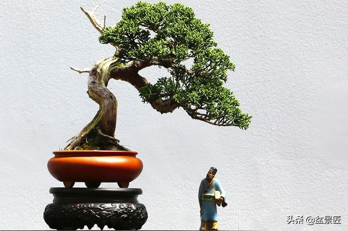 盆景如何抑制侧枝生长,盆景徒长怎么处理