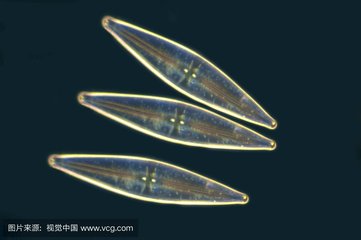 全程硅藻水养虾成功率将大大提高,养虾需要什么条件和技术循环养殖