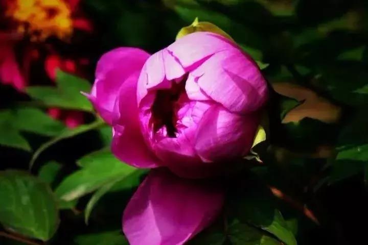 在大连去旅顺华酝牡丹园坐什么车,大连旅顺华酝牡丹园几月份适合去