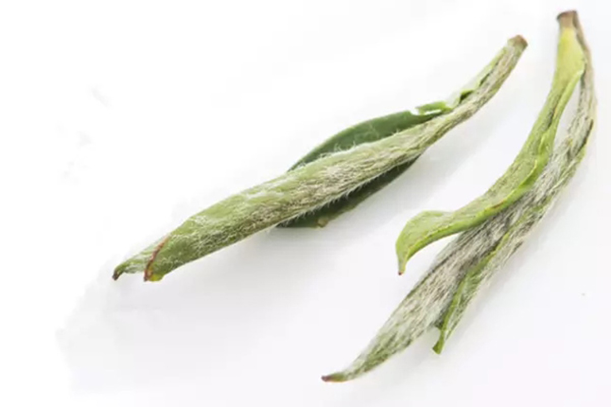 黄山野毛峰和普通毛峰,黄山毛峰为什么叫黄山毛峰