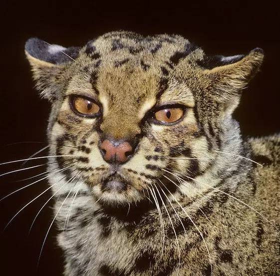 云豹猫是什么品种,云猫与豹猫区别