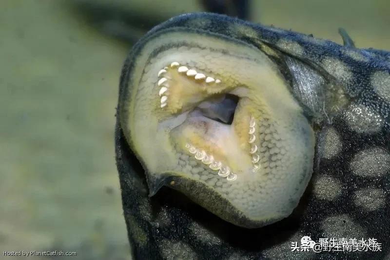 每天认识一种南美鱼,每天认识一种鱼类