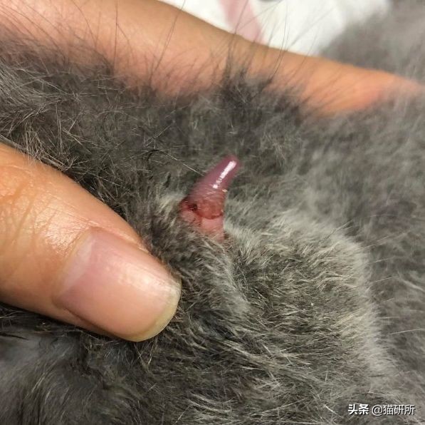 每天15分钟,医生手把手教你做17项猫咪全身检查