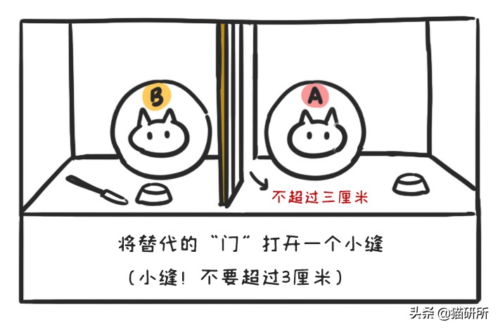 多猫家庭打架,多猫家庭遇到猫咪打架该怎么办