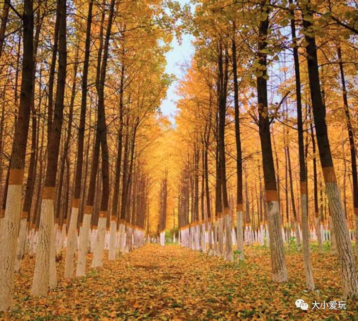 北京红螺寺银杏最佳观赏时间,北京赏银杏景区有哪些