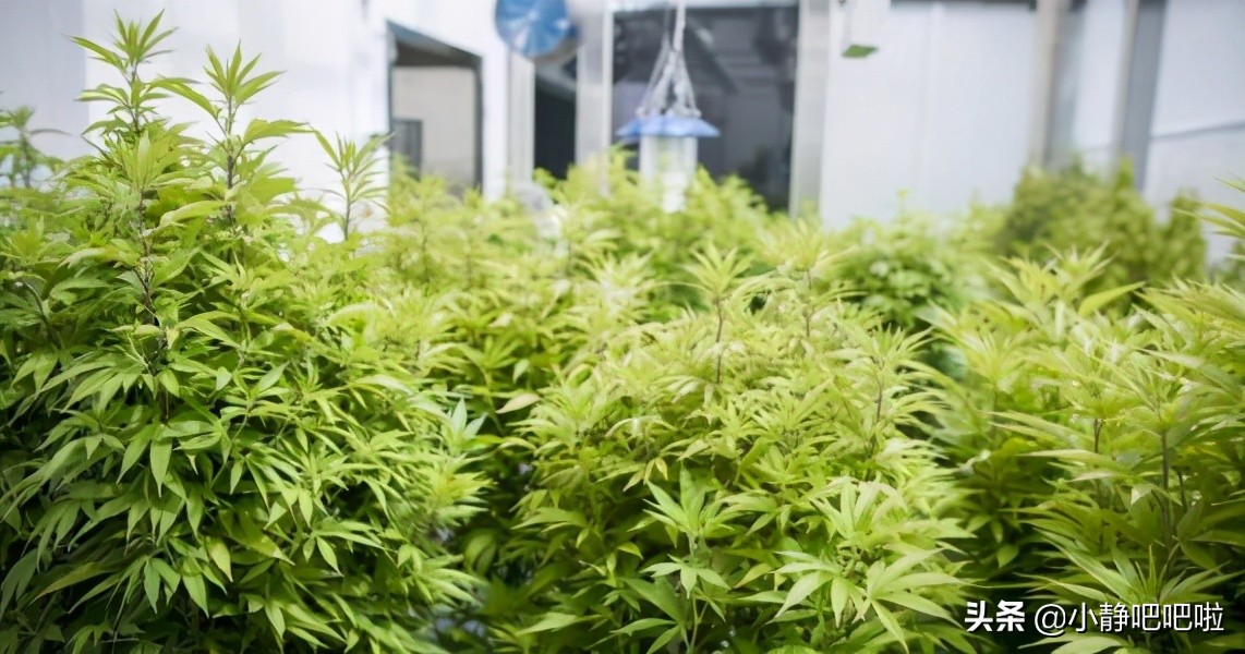 你不知道的国家冷知识——“男人天堂”加拿大）