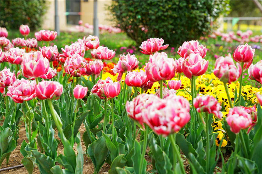 我和宿州有个约会，一场花事，一次慢旅行，探寻最烟火的宿州味道