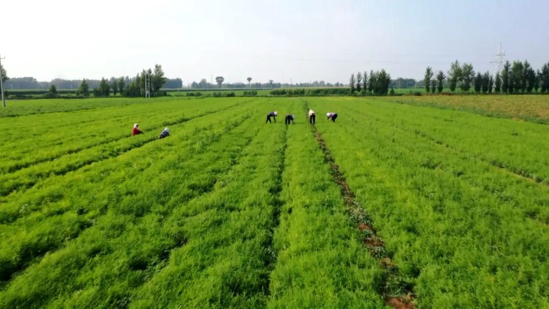 奈曼旗全力打造蒙中药材产业链,奈曼旗中药产业链