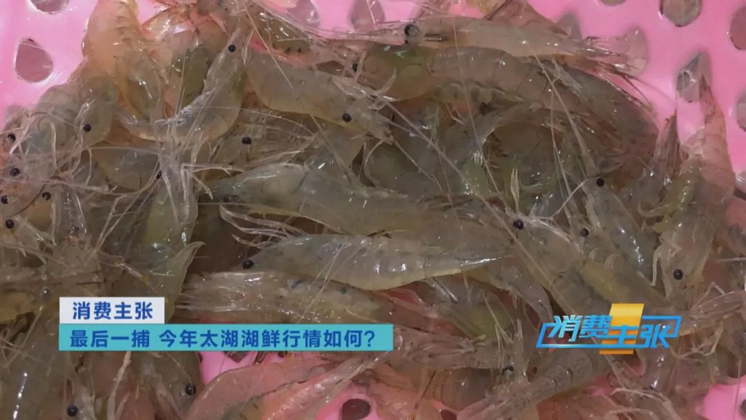 直击太湖开湖现场！鲜美湖鲜大量上市，资深吃货准备好了吗？