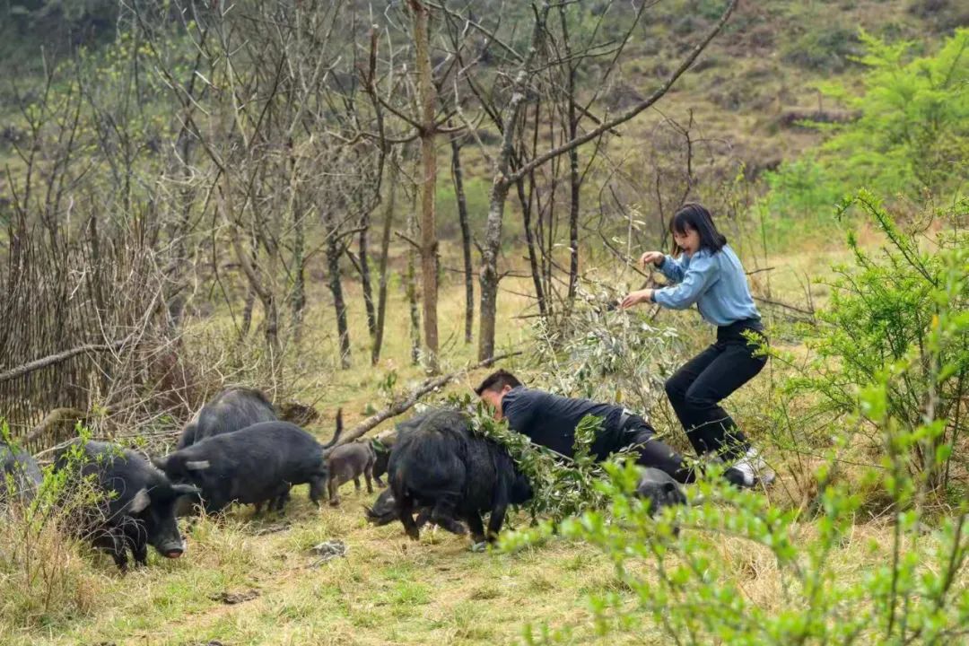 硬核!央视《味道》拍摄在腾冲完美收官!