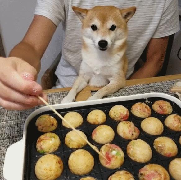 比人还会拍照的狗,简直萌炸朋友圈了