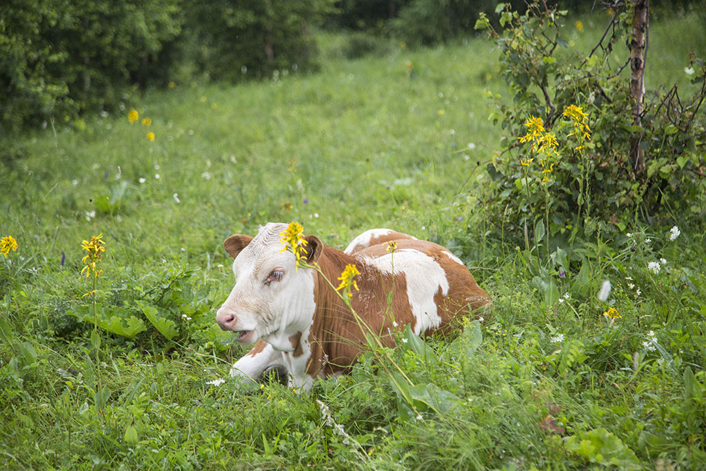 河北承德坝上草原京北第一草原,京北第一草原和坝上草原嘉年华