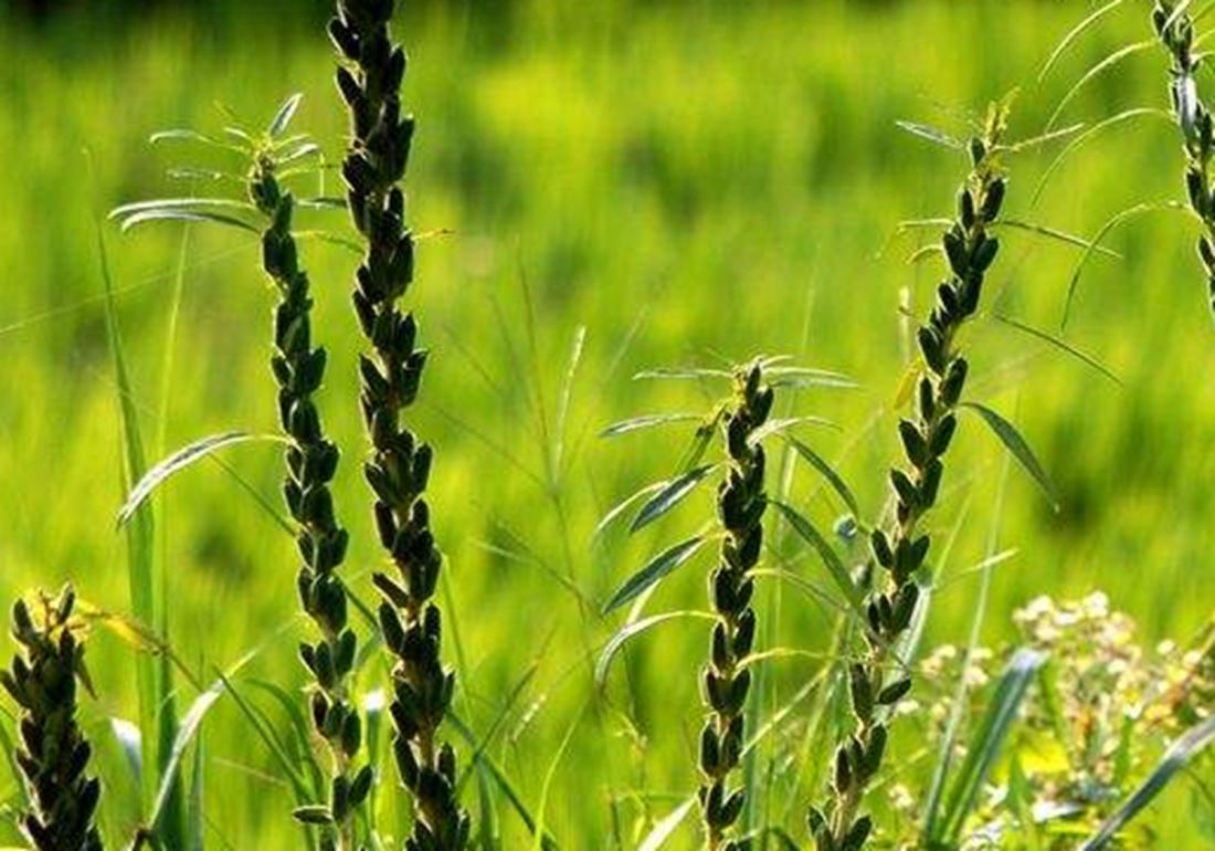 芝麻种植技术和收割方法,芝麻能重茬种植吗