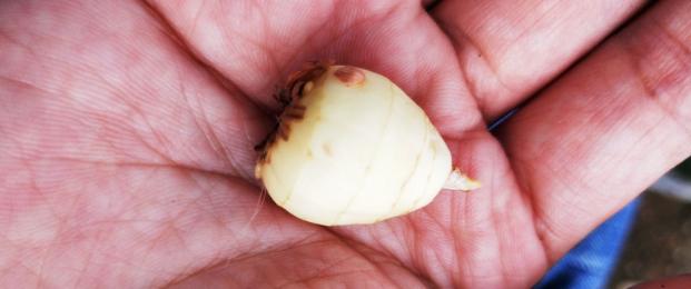 怎么把小苍兰养得花箭粗大,小苍兰的花期养护注意事项