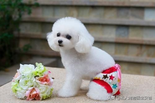 狗狗意外怀孕怎么办