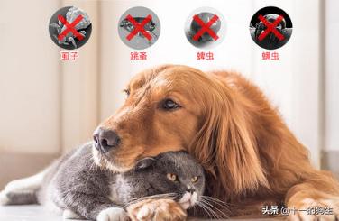 狗狗身上的跳蚤怎么去除最快方法,狗跳蚤怎么防