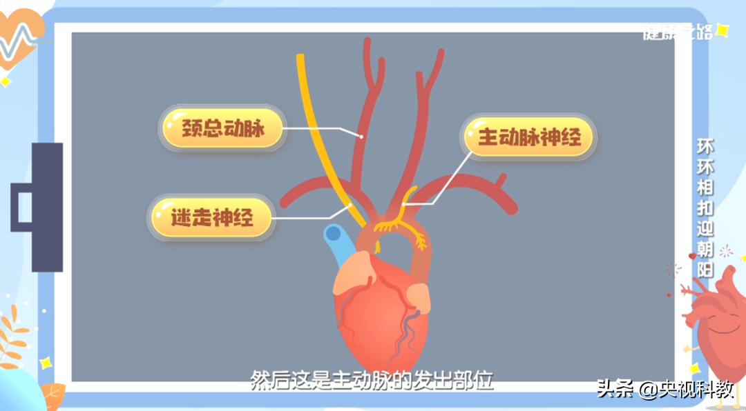 血管主动脉夹层能活多久,警惕凶险的主动脉夹层你了解多少
