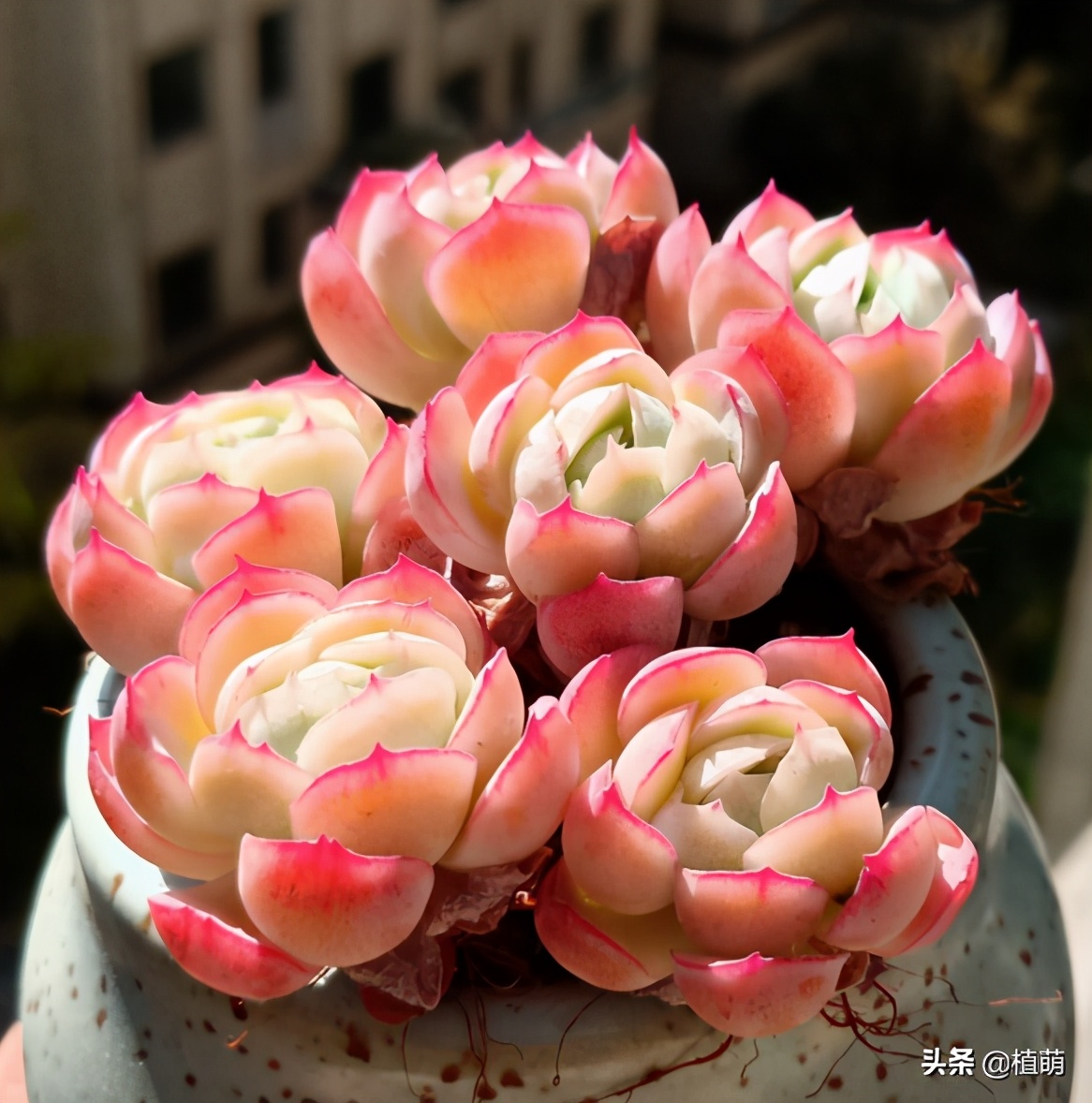 多肉贝瑞变绿爆头还会香吗,多肉贝瑞长了花剑