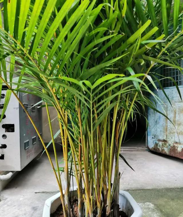 养花除甲醛最快的方法,屋内养花能吸甲醛吗