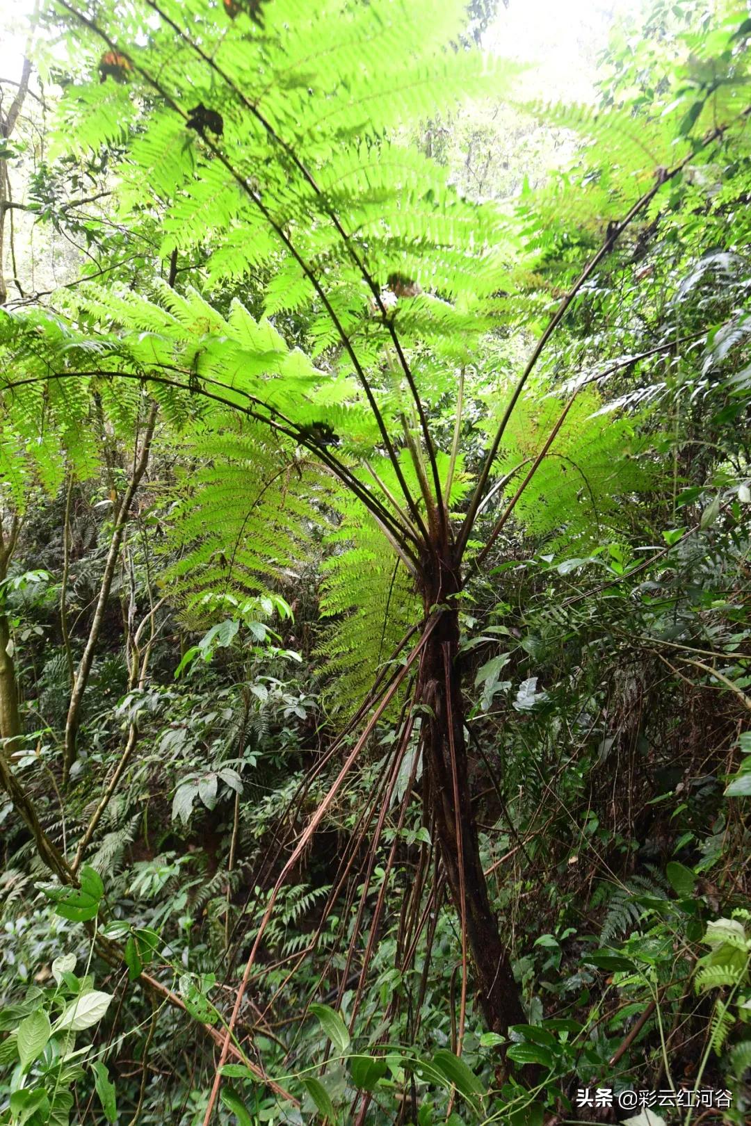 中国云南哪里好看,云南的云彩为什么好看